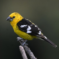 Golden Grosbeak